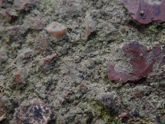 Protoblastenia rupestris