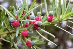 Podocarpus elongatus