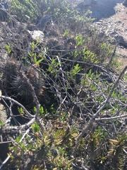 Bridgesia incisifolia