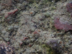 Protoblastenia rupestris