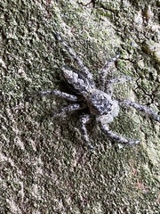 Platycryptus undatus