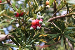 Podocarpus elongatus