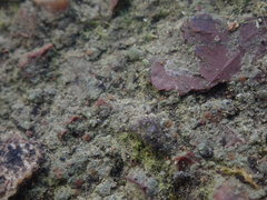 Protoblastenia rupestris