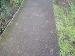 Protoblastenia rupestris