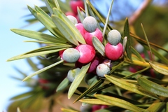 Podocarpus elongatus
