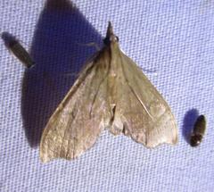 Sericoplaga externalis