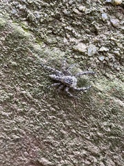 Platycryptus undatus