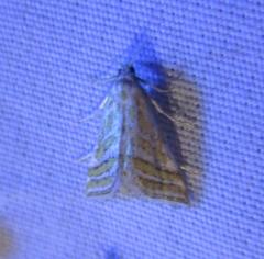 Leptosteges parthenialis