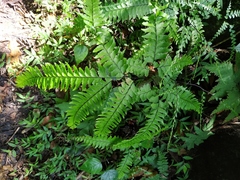 Adiantum wilesianum