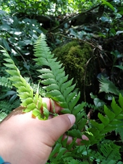Adiantum wilesianum