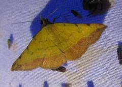 Hemeroplanis floccalis