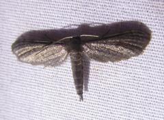 Protoproutia laredoata
