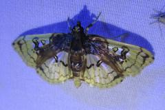 Compacta hirtalis