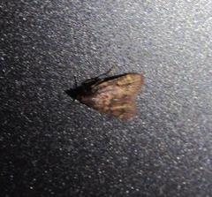 Aglossa disciferalis