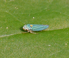 Graphocephala atropunctata