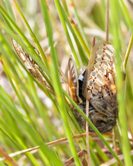 Platypleura capensis
