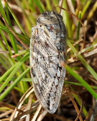 Platypleura capensis