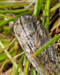 Platypleura capensis