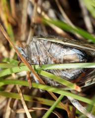 Platypleura capensis