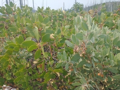 Arctostaphylos canescens