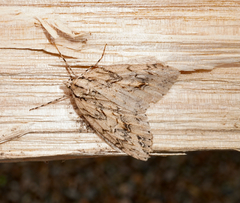 Pseudocoremia rudisata