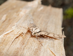 Pseudocoremia rudisata