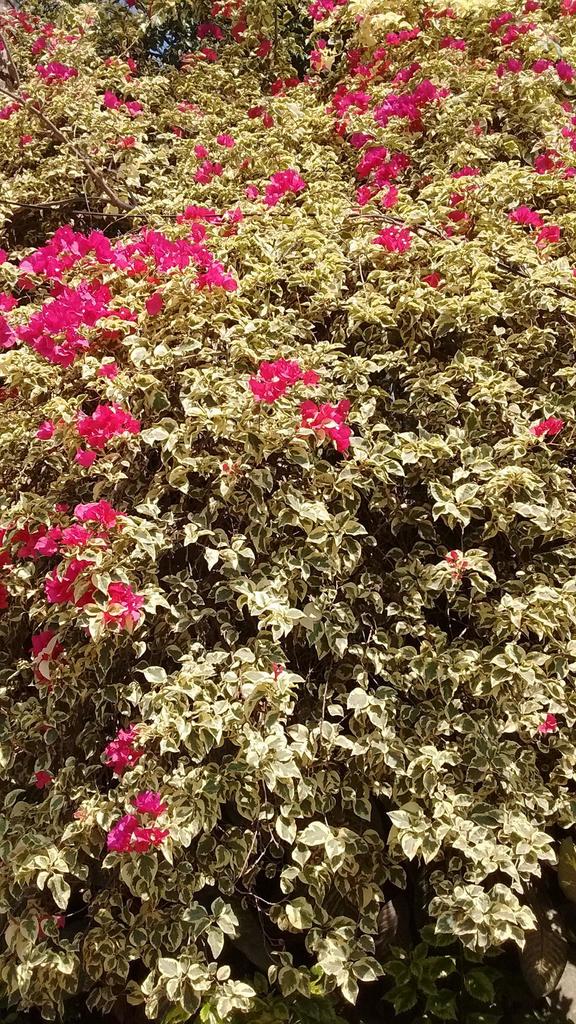 bougainvilleas from Córdoba, Ver., México on March 24, 2018 at 09:39 PM ...