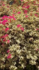 Bougainvillea