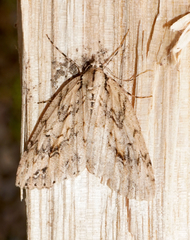 Pseudocoremia rudisata