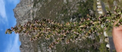 Erica hispidula hispidula