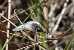 Systoechus candidulus