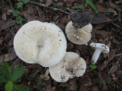 Lactifluus glaucescens