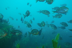 Caesioperca lepidoptera