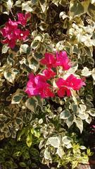 Bougainvillea
