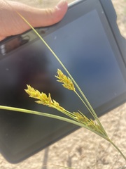 Cyperus schweinitzii