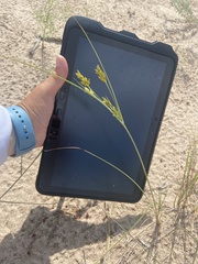 Cyperus schweinitzii