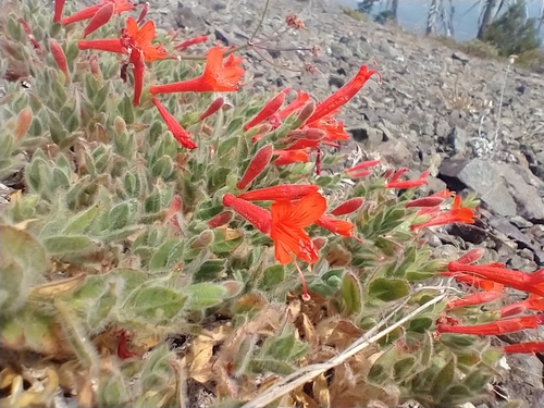 Epilobium canum