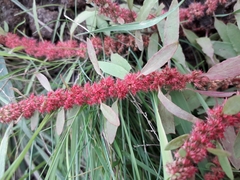 Rumex ucranicus