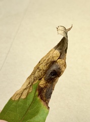 Microrhopala excavata