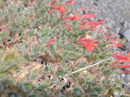 Epilobium canum