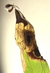 Microrhopala excavata