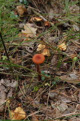 Hygrocybe