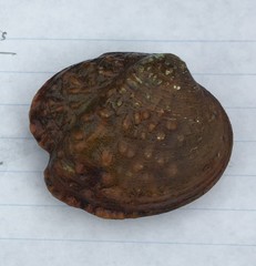 Theliderma intermedia