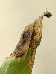 Microrhopala excavata