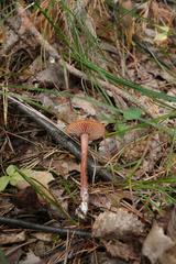Hygrocybe