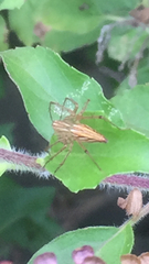 Oxyopes