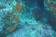 Aplodactylus arctidens