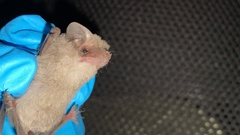 Mormopterus kalinowskii