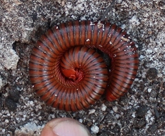 Orthoporoides