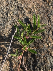 Bridgesia incisifolia